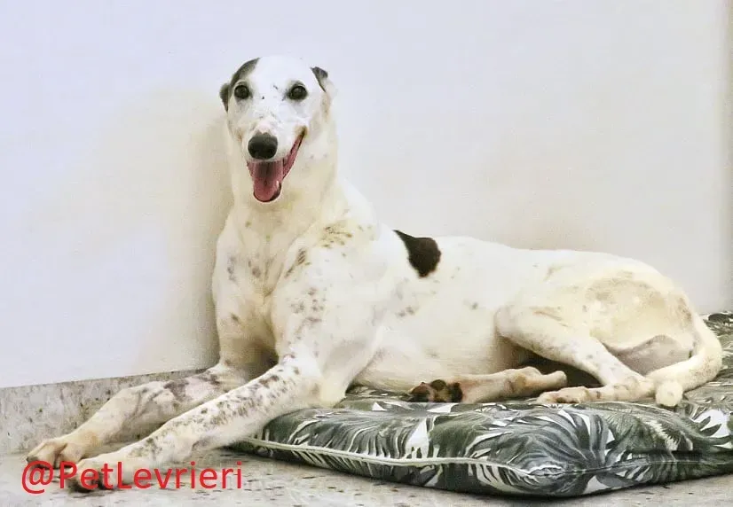 Gitana adozione levrieri greyhound 30