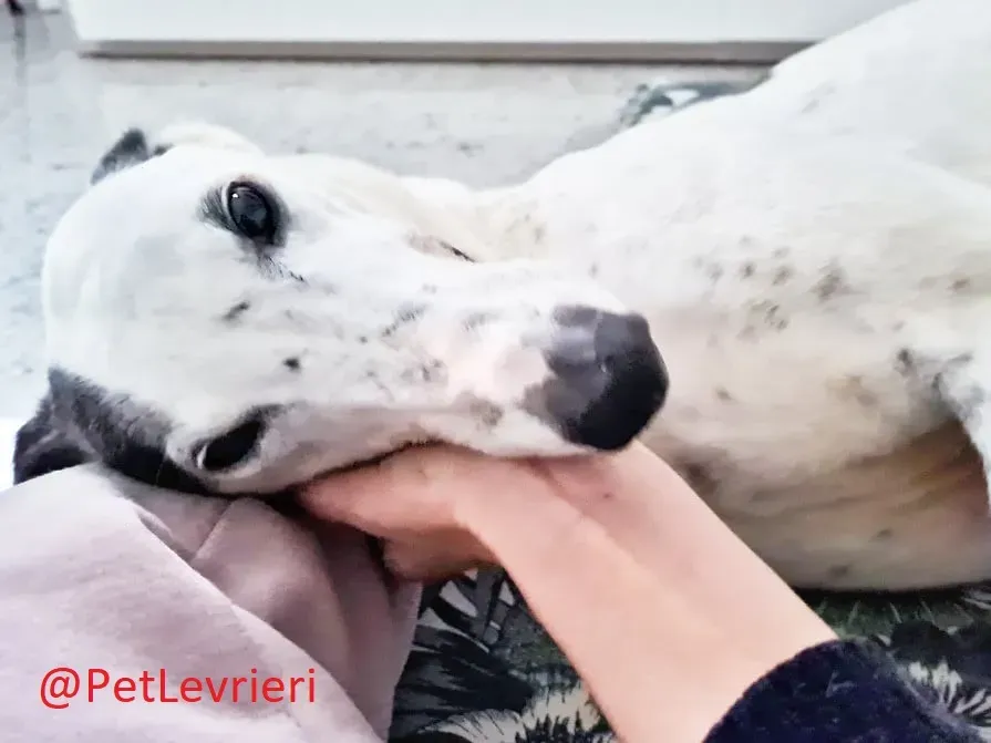 Gitana adozione levrieri greyhound 31