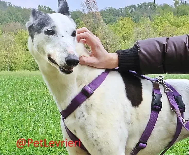 Gitana adozione levrieri greyhound 35