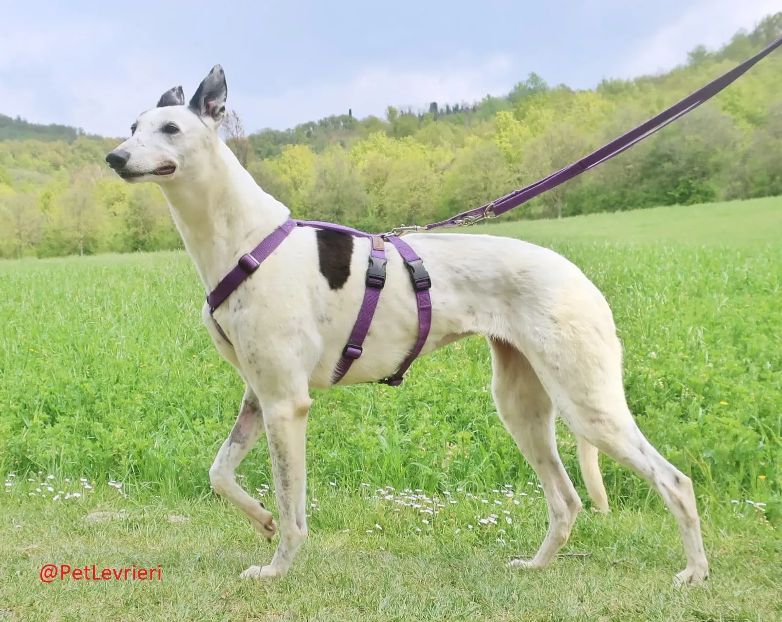 Gitana adozione levrieri greyhound 36