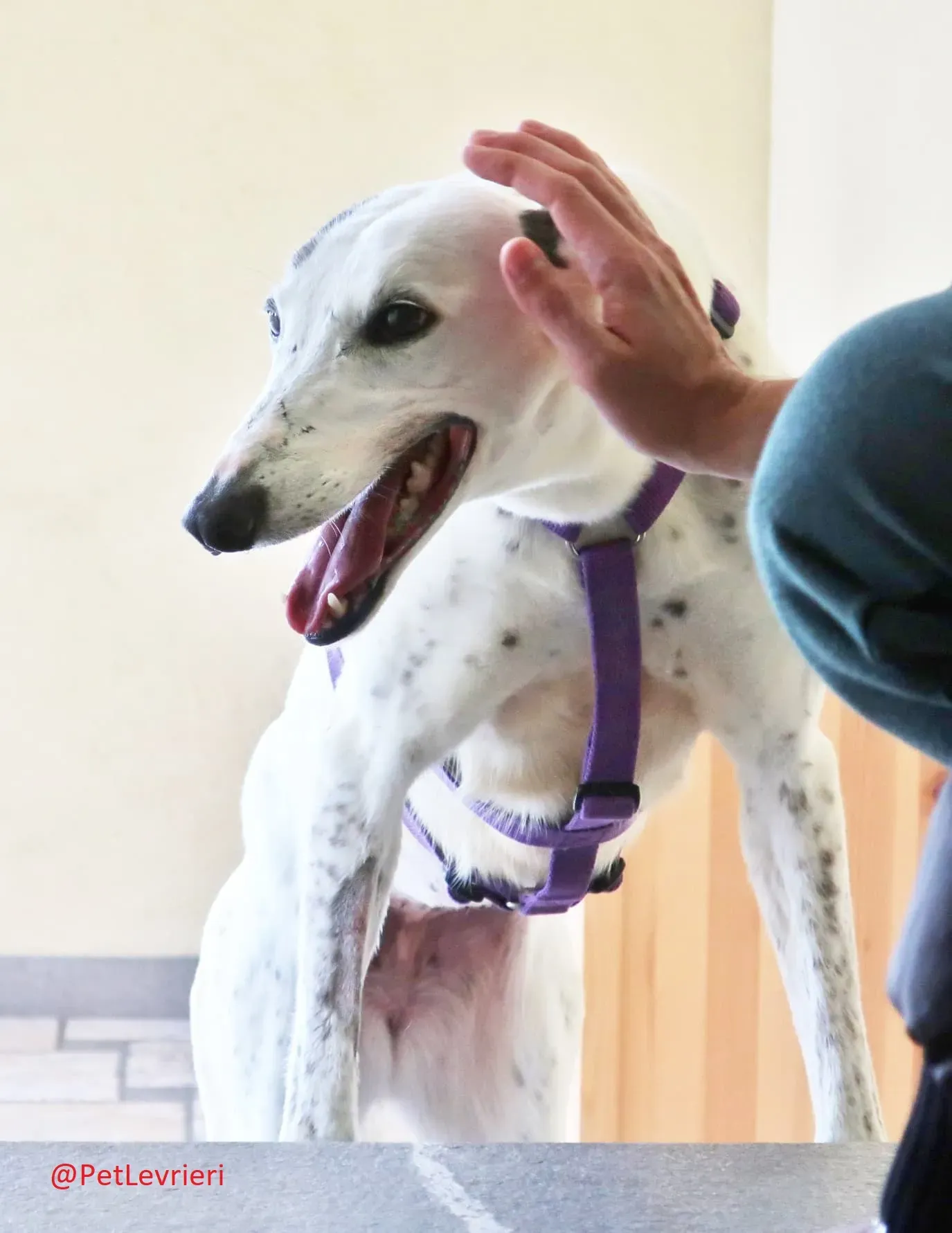 Gitana adozione levrieri greyhound 38