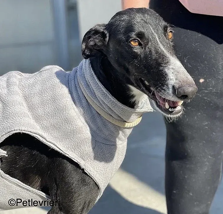 Gitanochip0275 adozione levrieri galgo 01