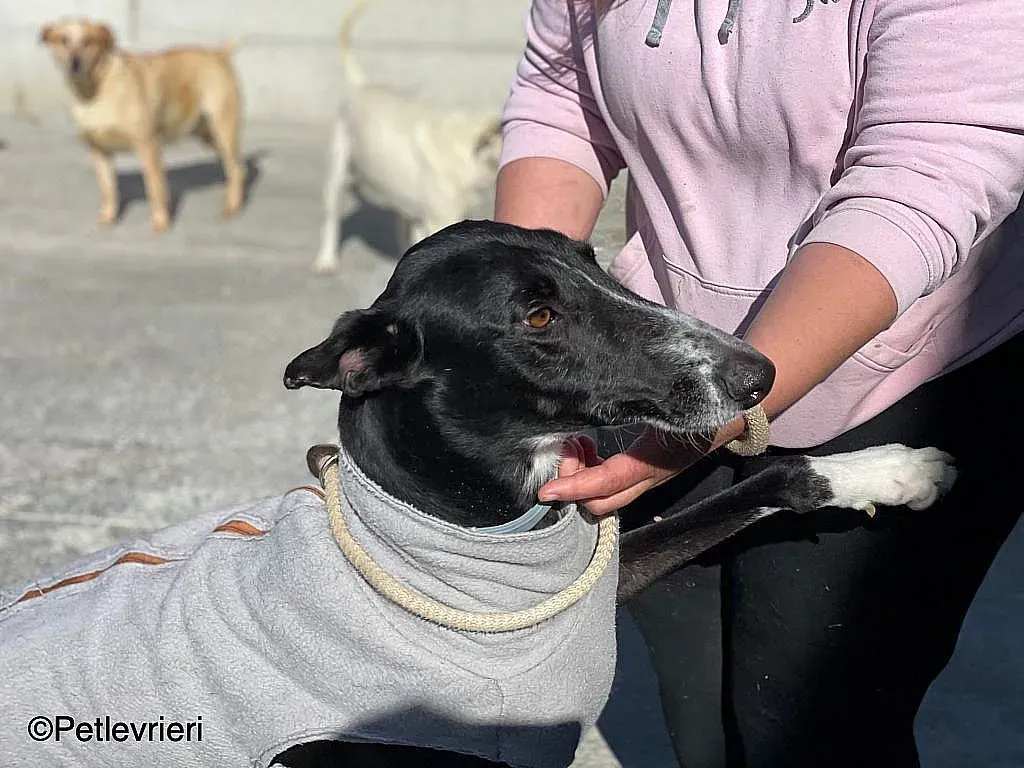 Gitanochip0275 adozione levrieri galgo 010