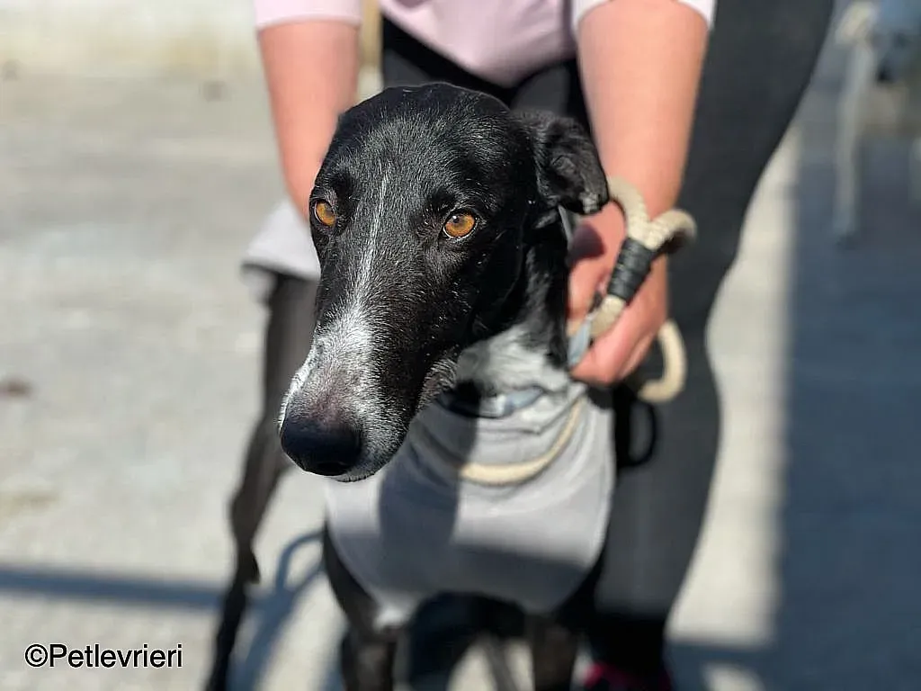 Gitanochip0275 adozione levrieri galgo 011