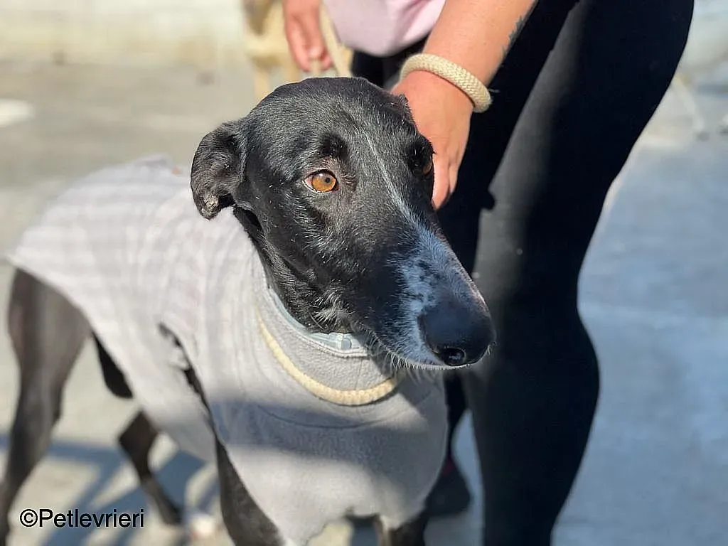 Gitanochip0275 adozione levrieri galgo 012