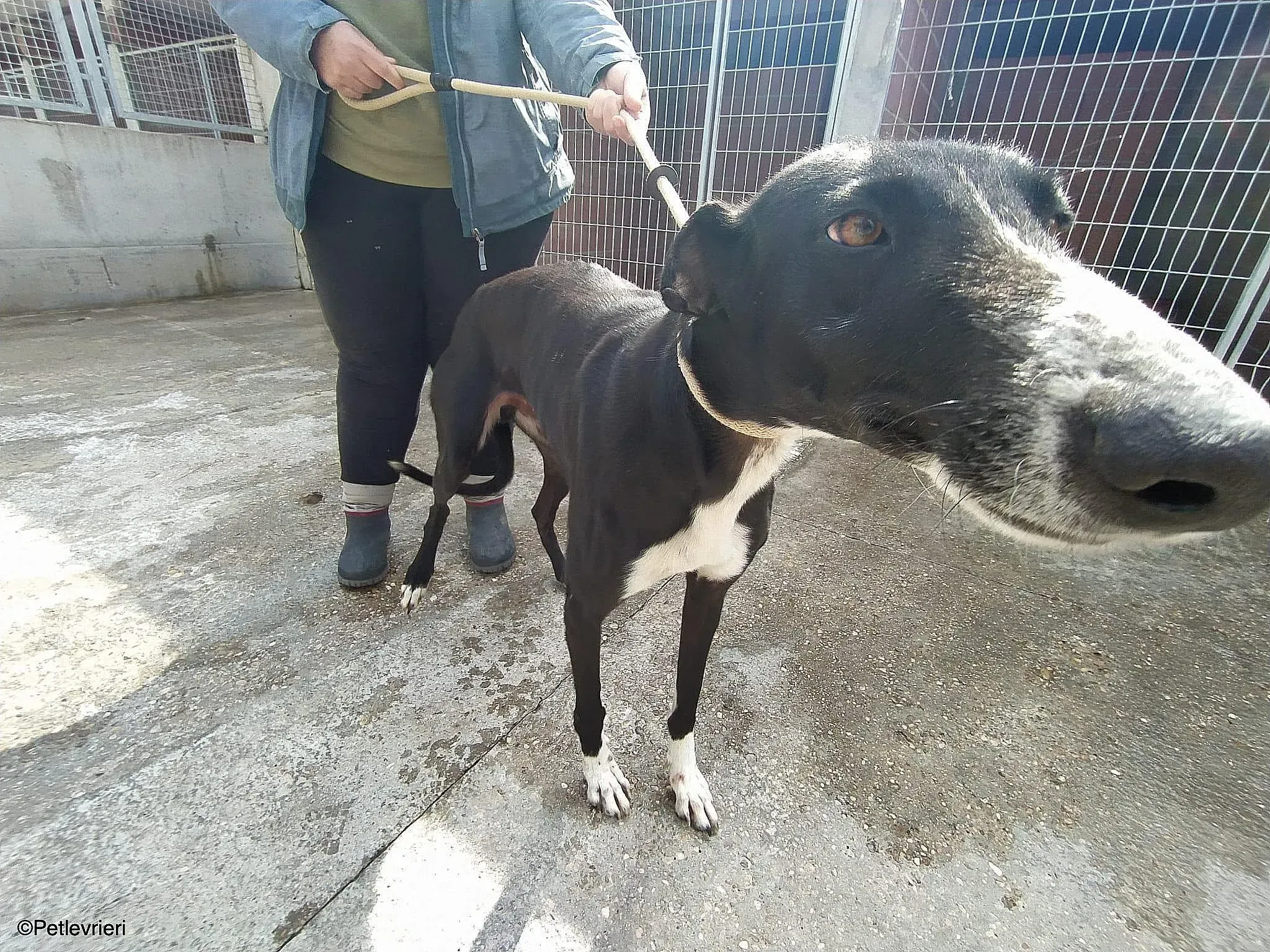 Gitanochip0275 adozione levrieri galgo 013