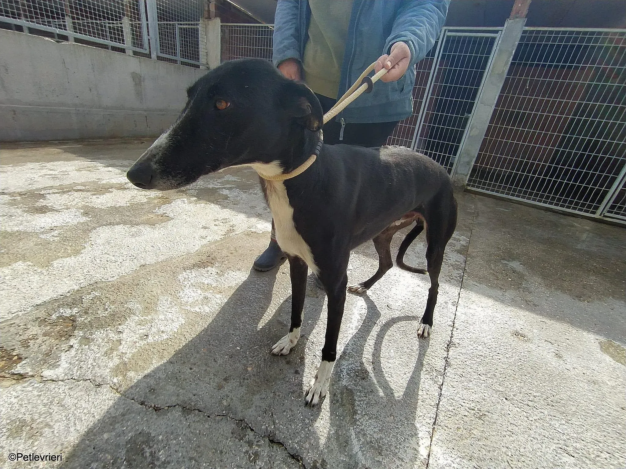 Gitanochip0275 adozione levrieri galgo 014