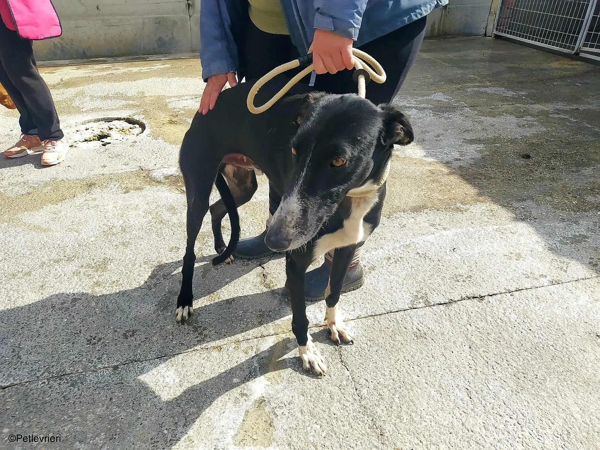 Gitanochip0275 adozione levrieri galgo 015