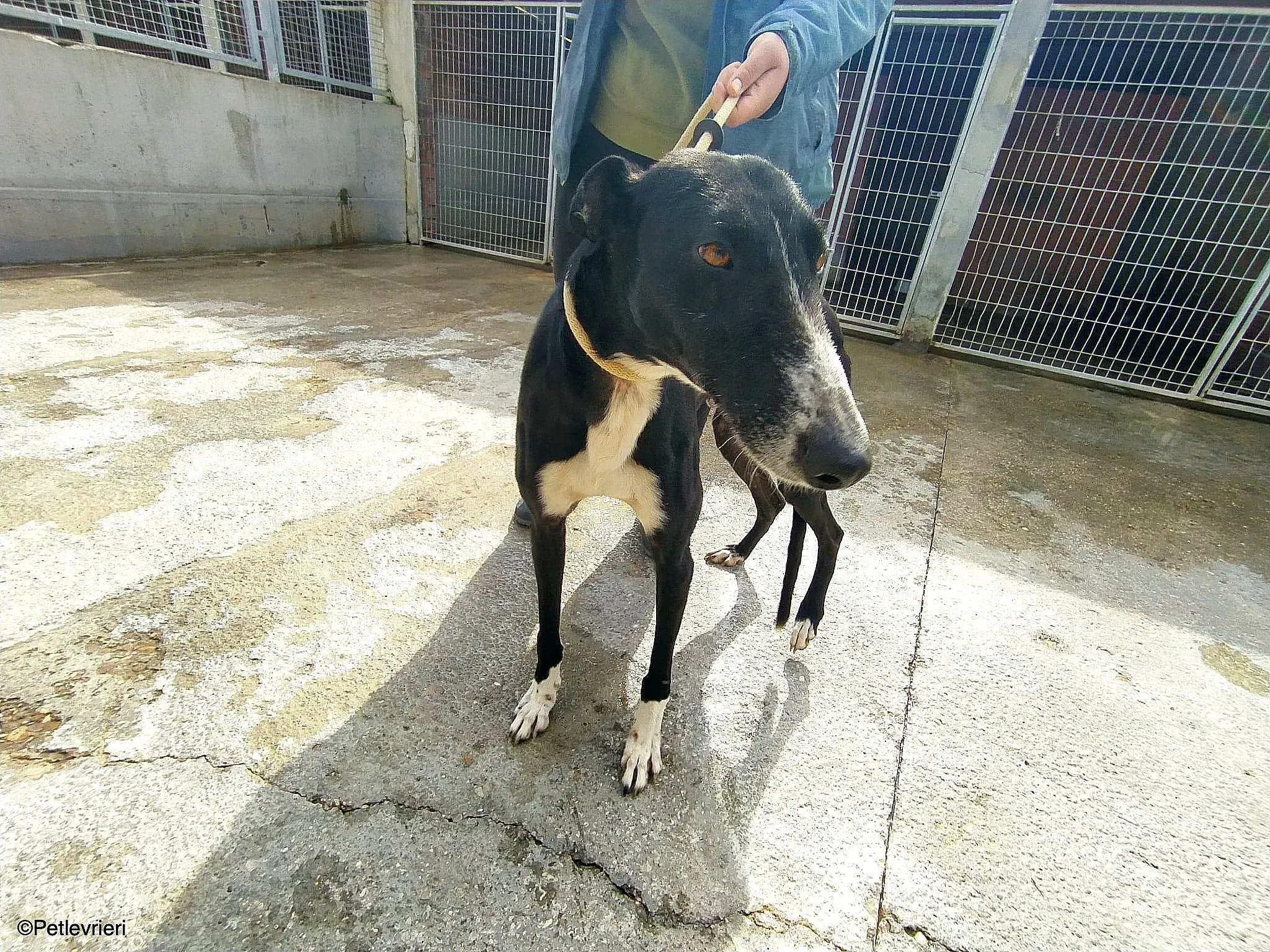 Gitanochip0275 adozione levrieri galgo 016