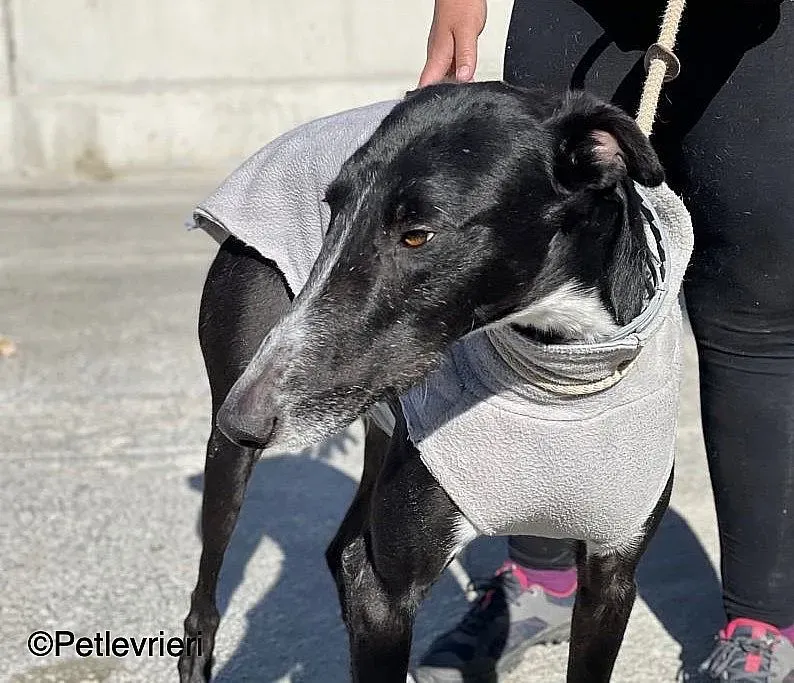 Gitanochip0275 adozione levrieri galgo 02