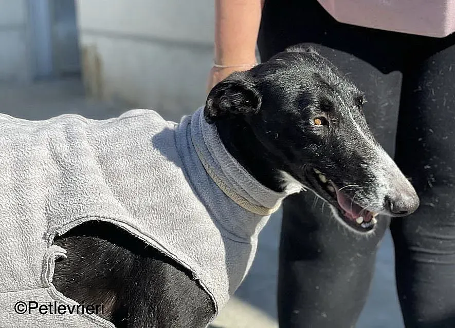 Gitanochip0275 adozione levrieri galgo 03