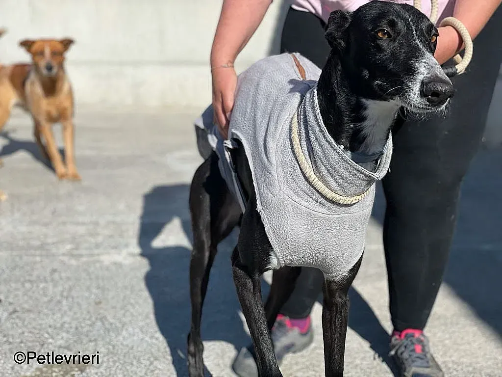Gitanochip0275 adozione levrieri galgo 04