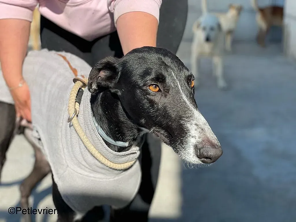 Gitanochip0275 adozione levrieri galgo 05