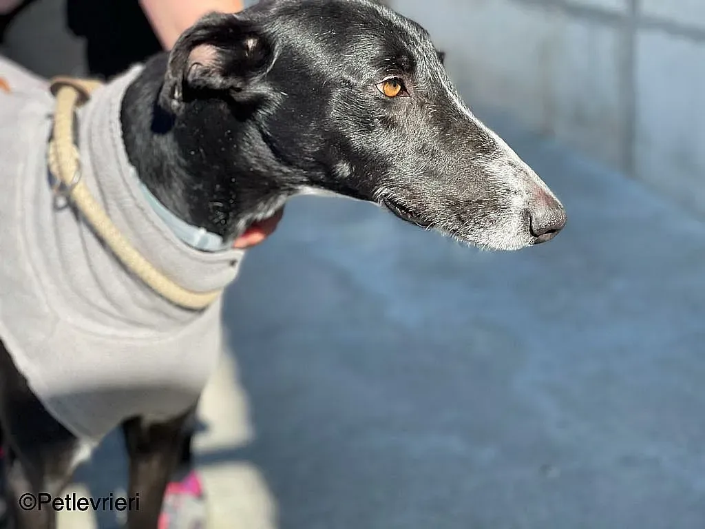 Gitanochip0275 adozione levrieri galgo 06