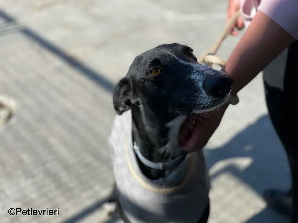 Gitanochip0275 adozione levrieri galgo 07