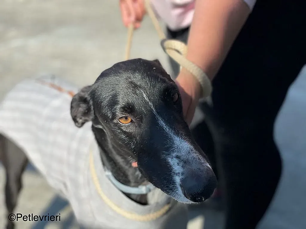 Gitanochip0275 adozione levrieri galgo 08