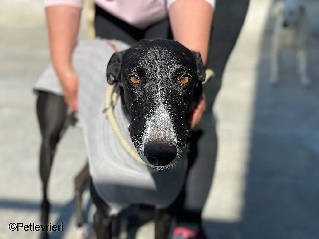 Gitanochip0275 adozione levrieri galgo 09