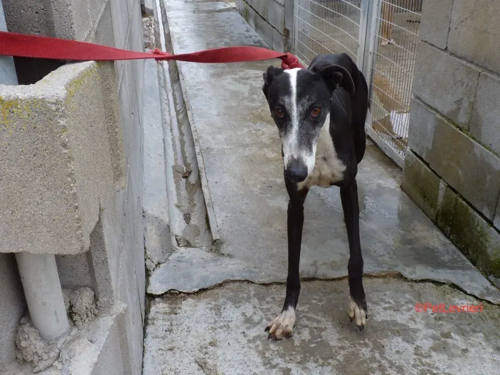 Gladys Adozione Levrieri Gaglo 2