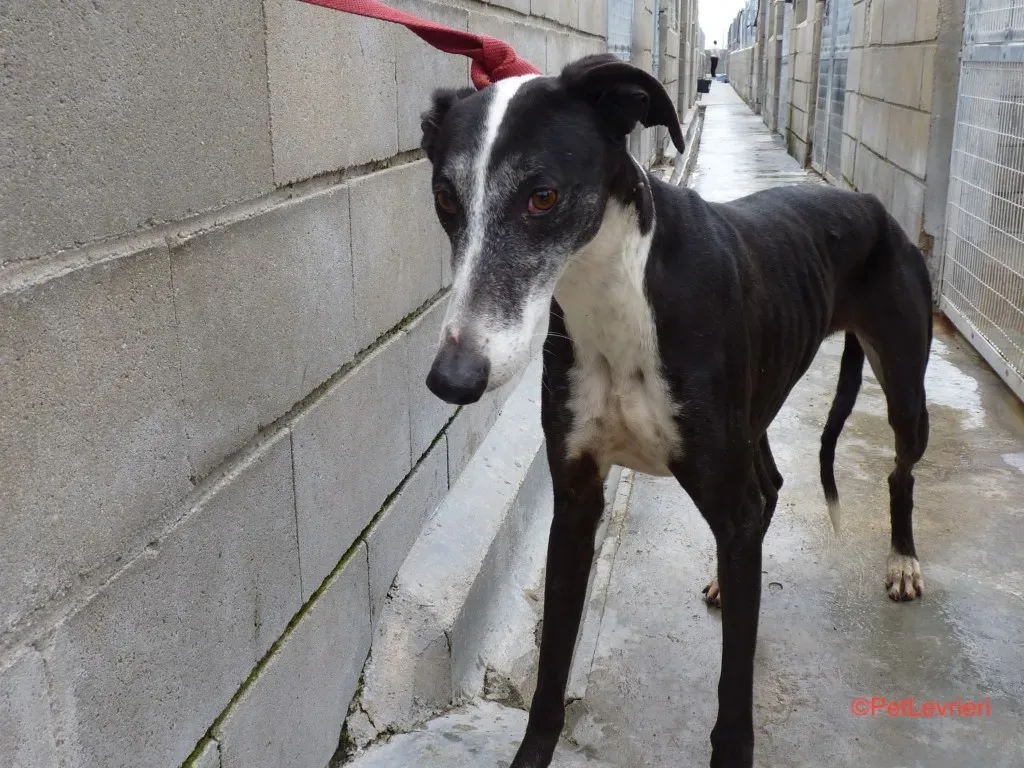 Gladys Adozione Levrieri Galgo 1