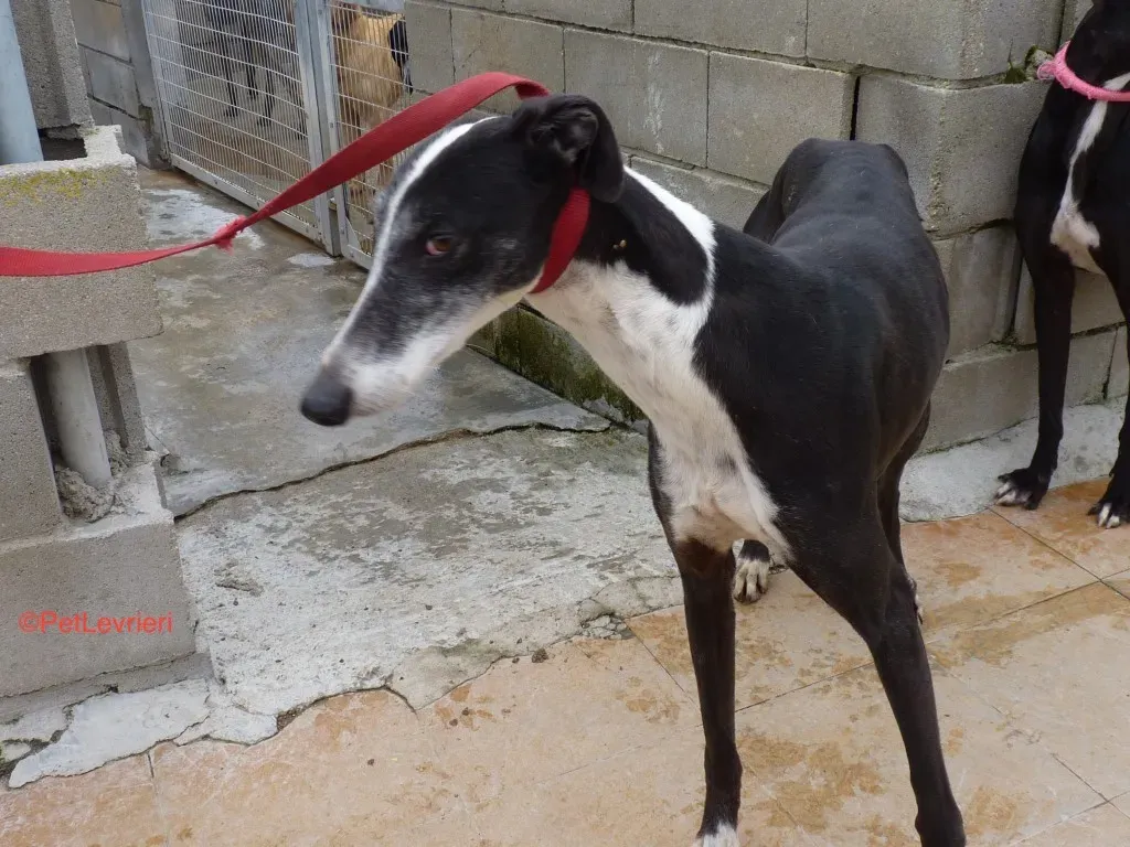 Gladys Adozione Levrieri Galgo 3