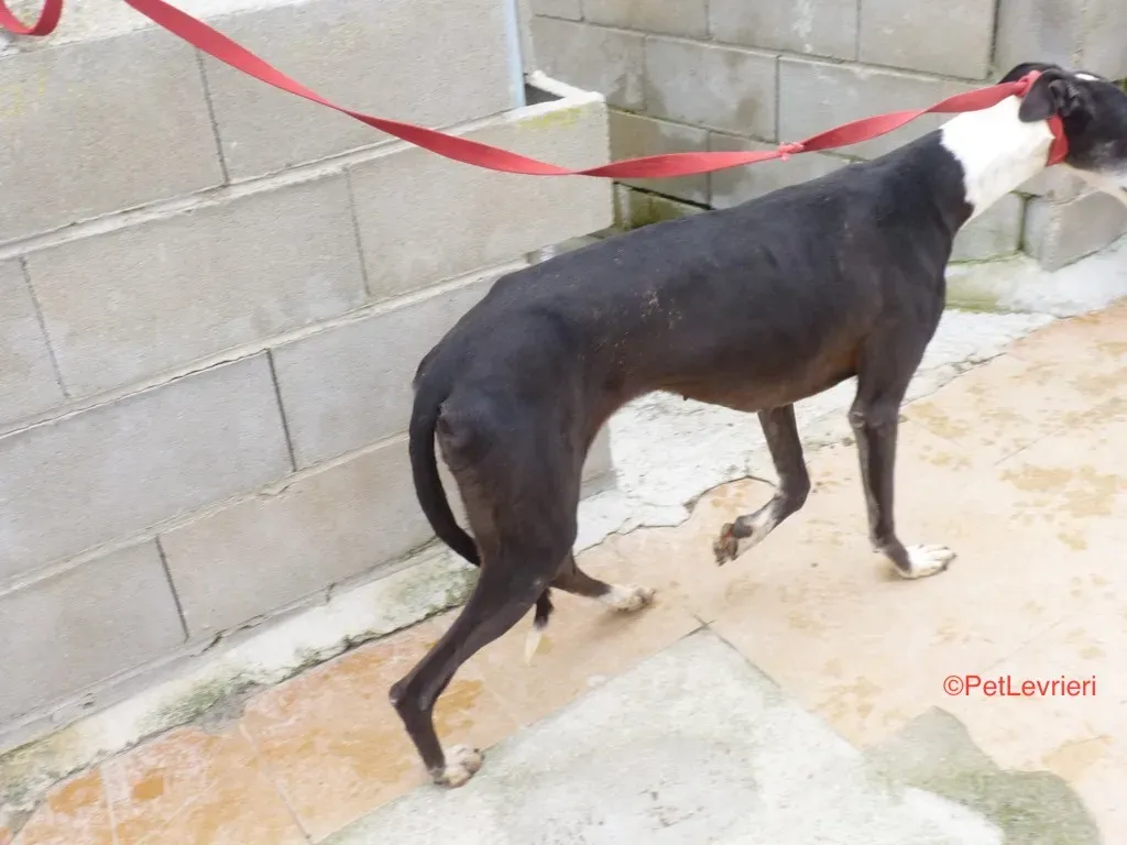 Gladys Adozione Levrieri Galgo 4