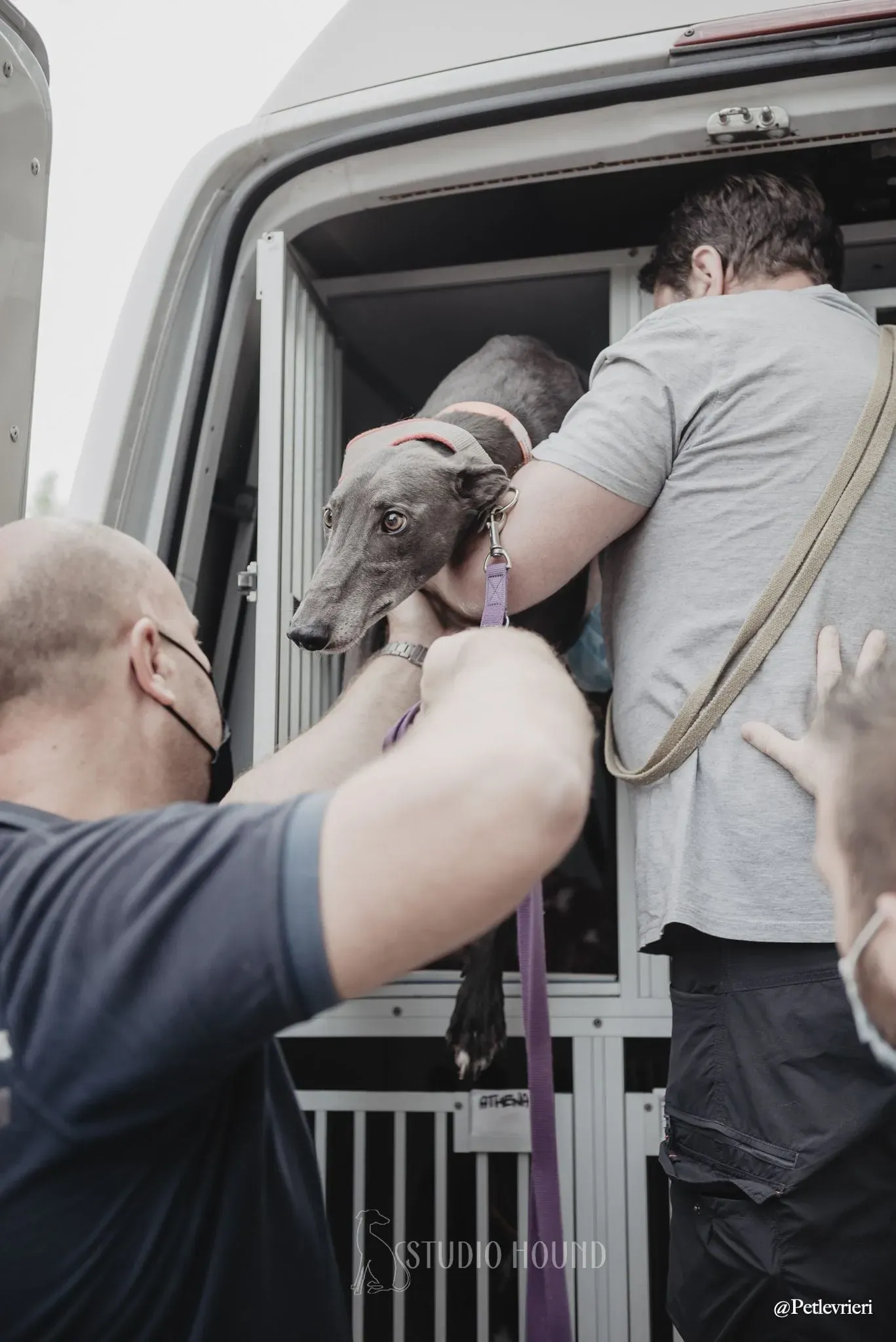 Gloria adozionelevrieri adoptionday greyhound 1