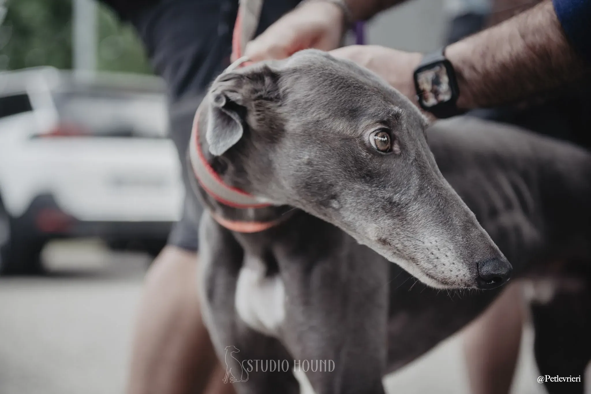 Gloria adozionelevrieri adoptionday greyhound 2