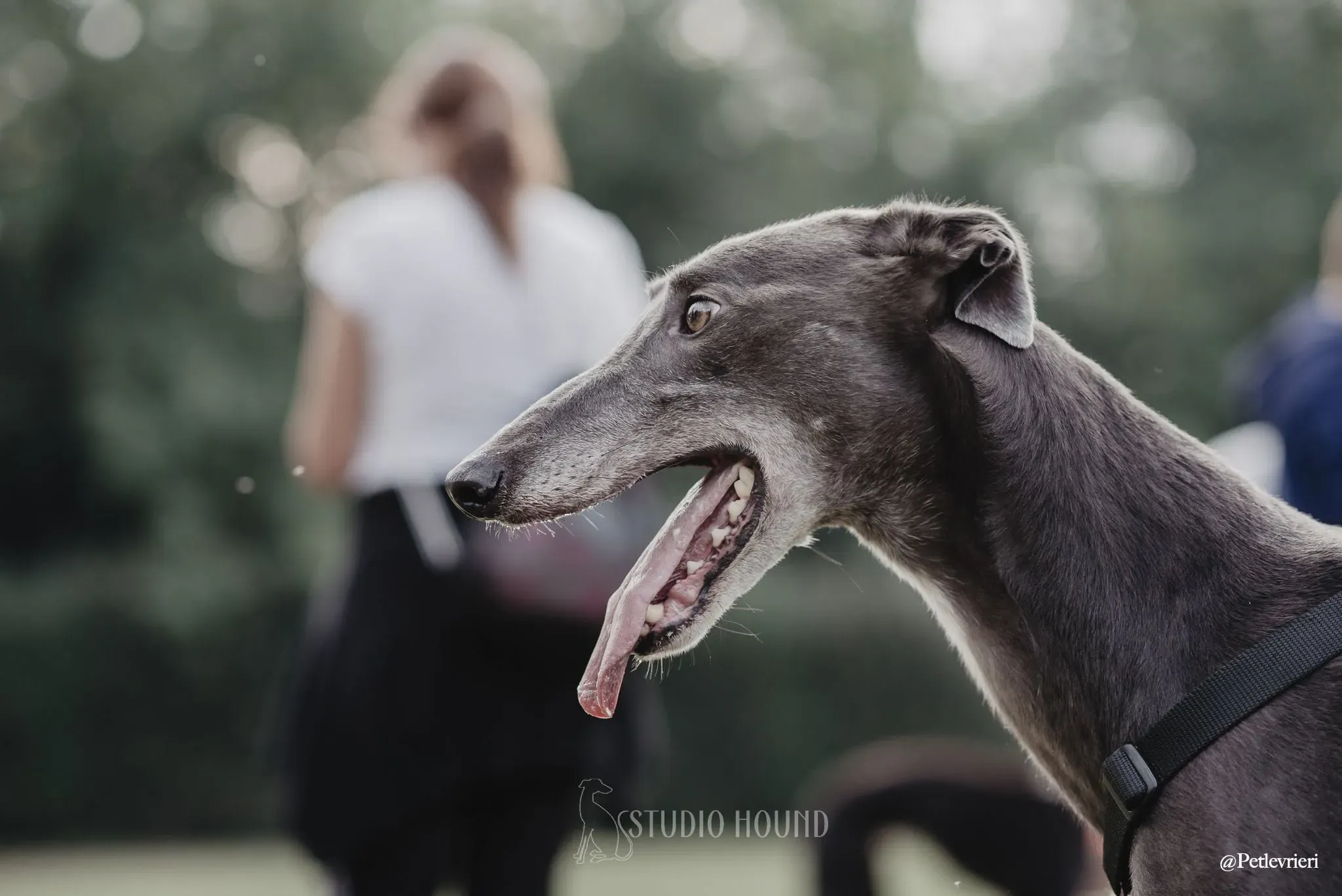 Gloria adozionelevrieri adoptionday greyhound 3
