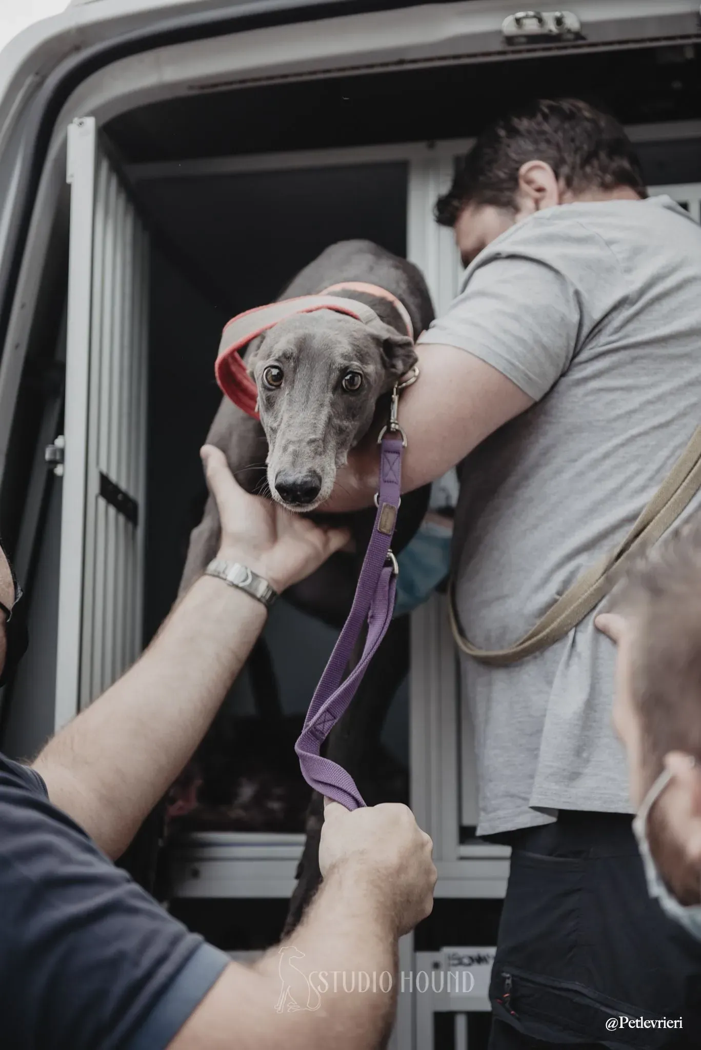 Gloria adozionelevrieri adoptionday greyhound 4