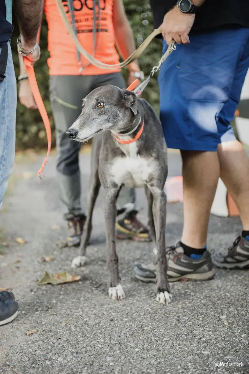 Gloria greyhoud adzionelevrieri foster