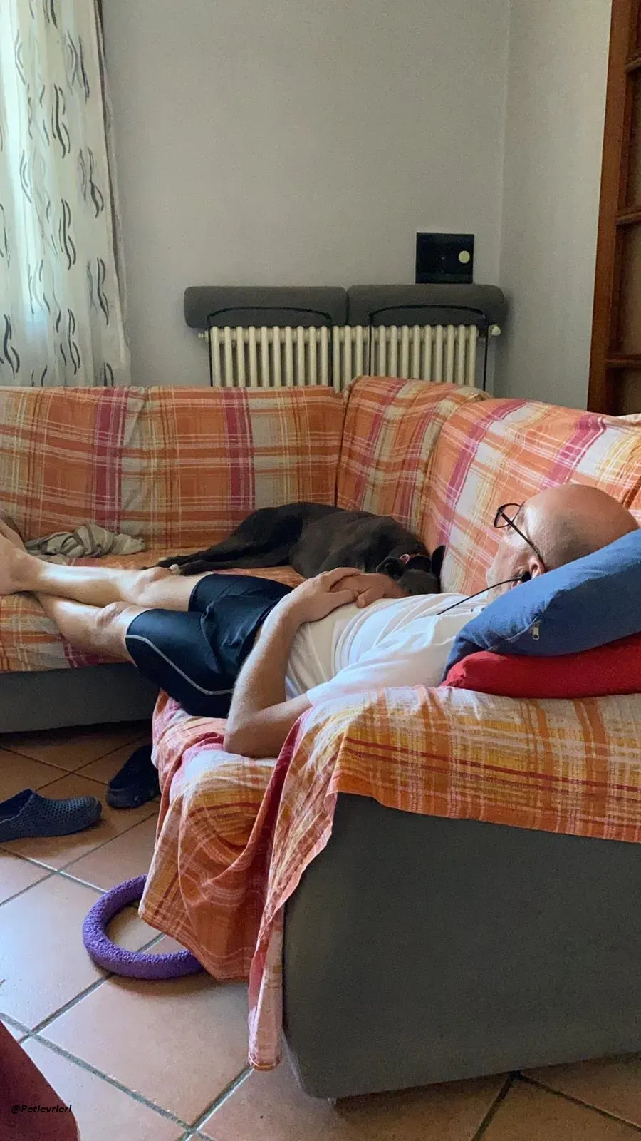 Gloria greyhound adozione levrieri fostter home 2