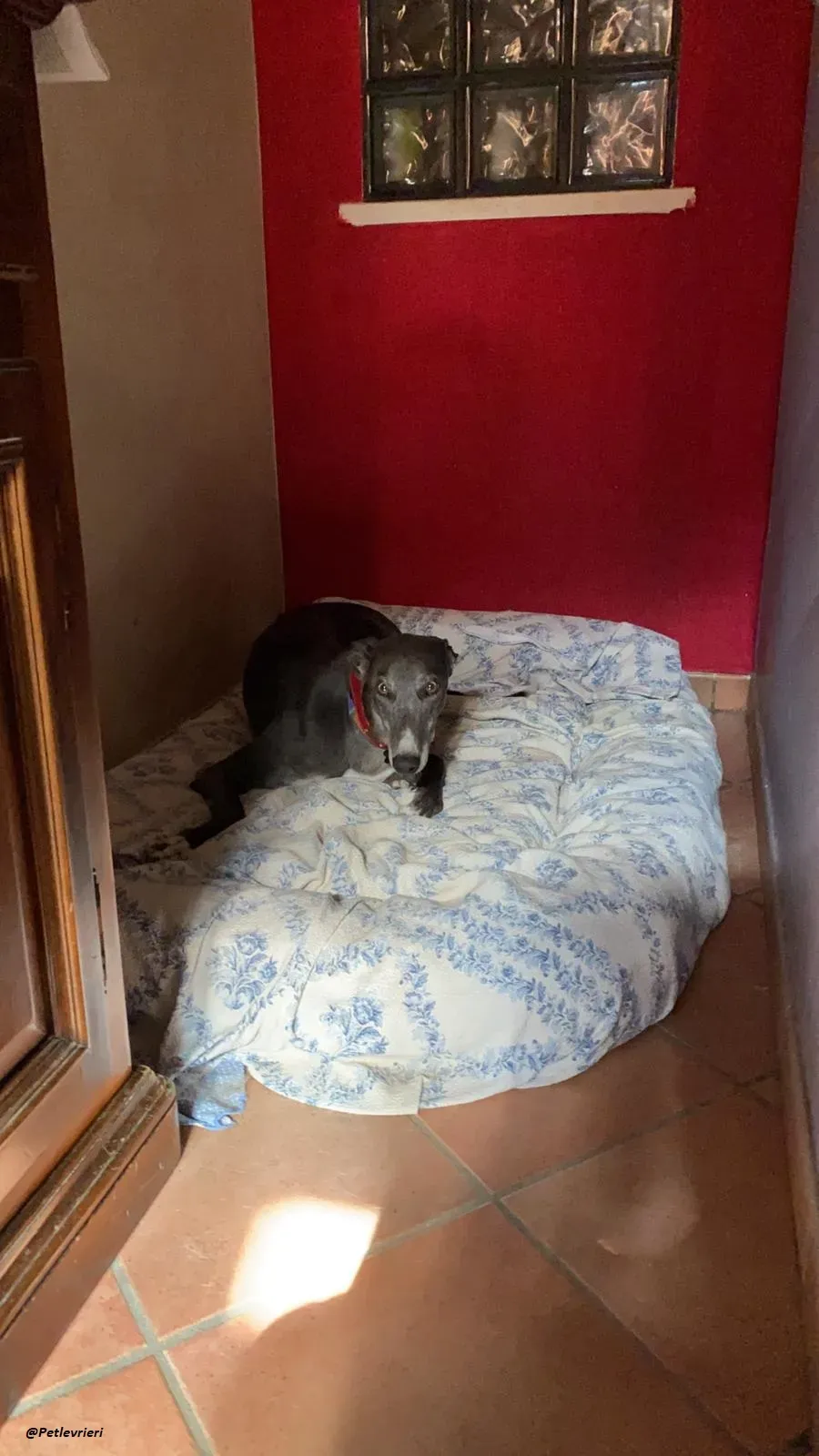 Gloria greyhound adozione levrieri fostter home 3