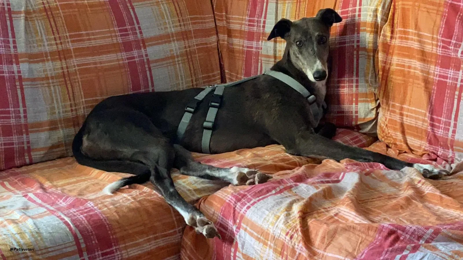 Gloria greyhound adozione levrieri fostter home 8