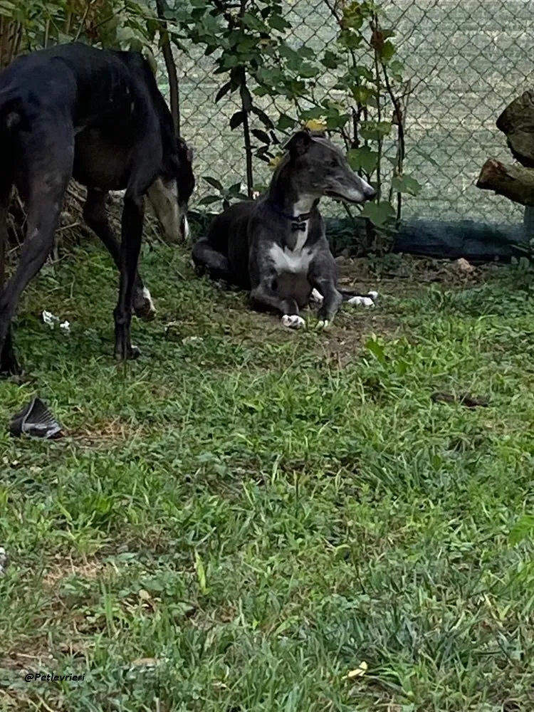 Gloria greyhoundrescue adozionelevrieri foster 1