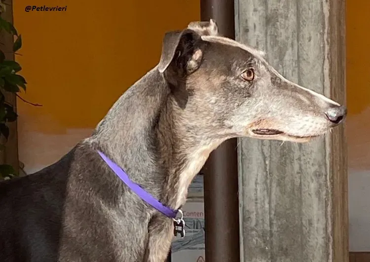 Gloria greyhoundrescue adozionelevrieri foster 2