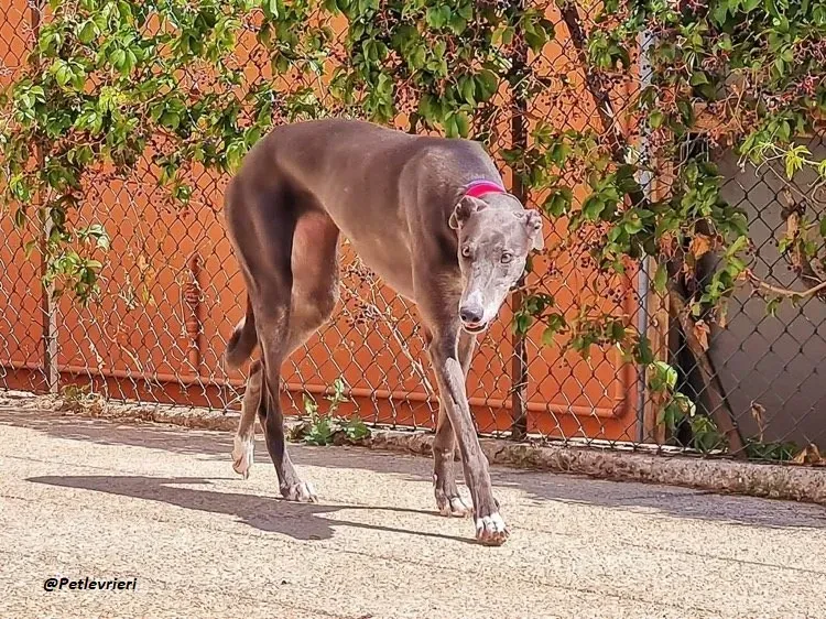 Gloria greyhoundrescue adozionelevrieri foster 3