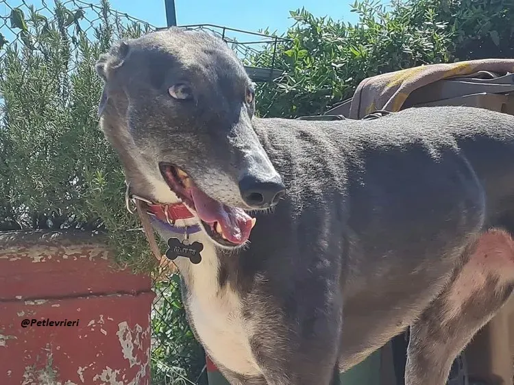 Gloria greyhoundrescue adozionelevrieri foster 5