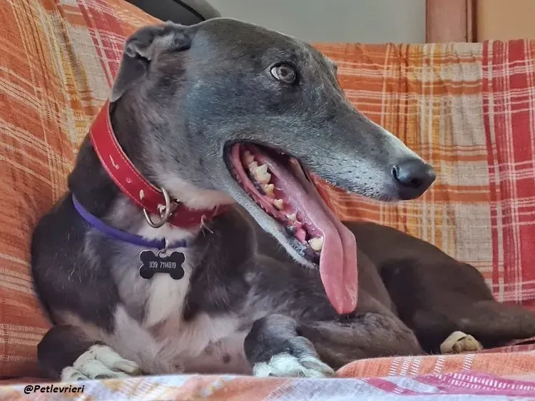 Gloria greyhoundrescue adozionelevrieri foster 6