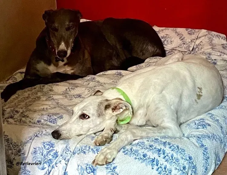 Gloria greyhoundrescue adozionelevrieri foster 7