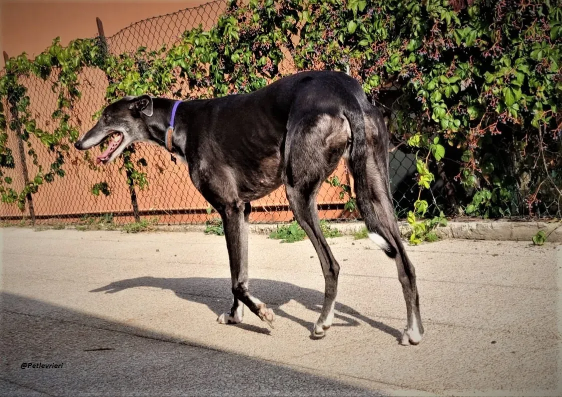 Gloria shine greyhound blue adozione levrieri 1