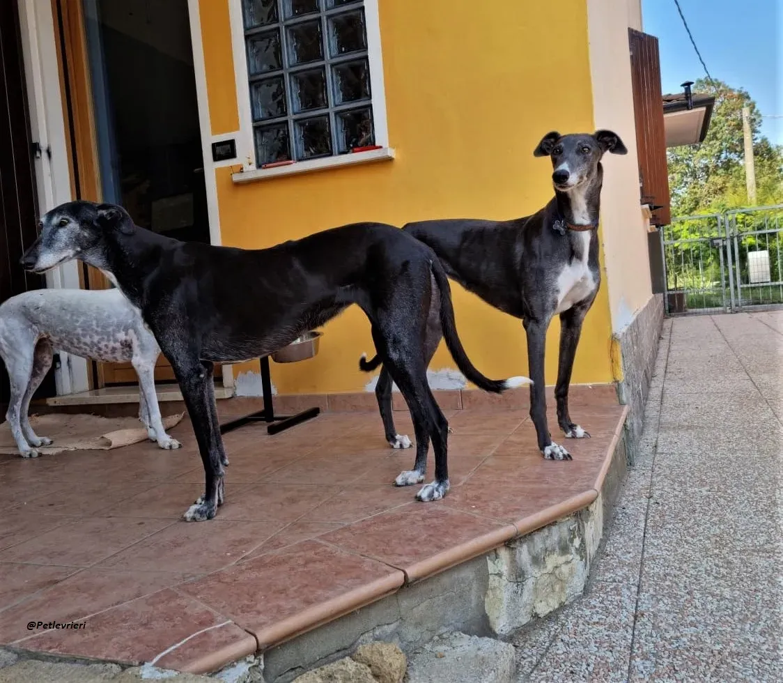 Gloria shine greyhound blue adozione levrieri 7