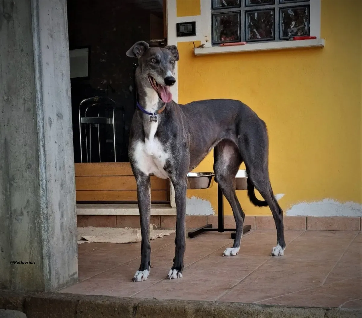 Gloria shine greyhound blue adozione levrieri 9