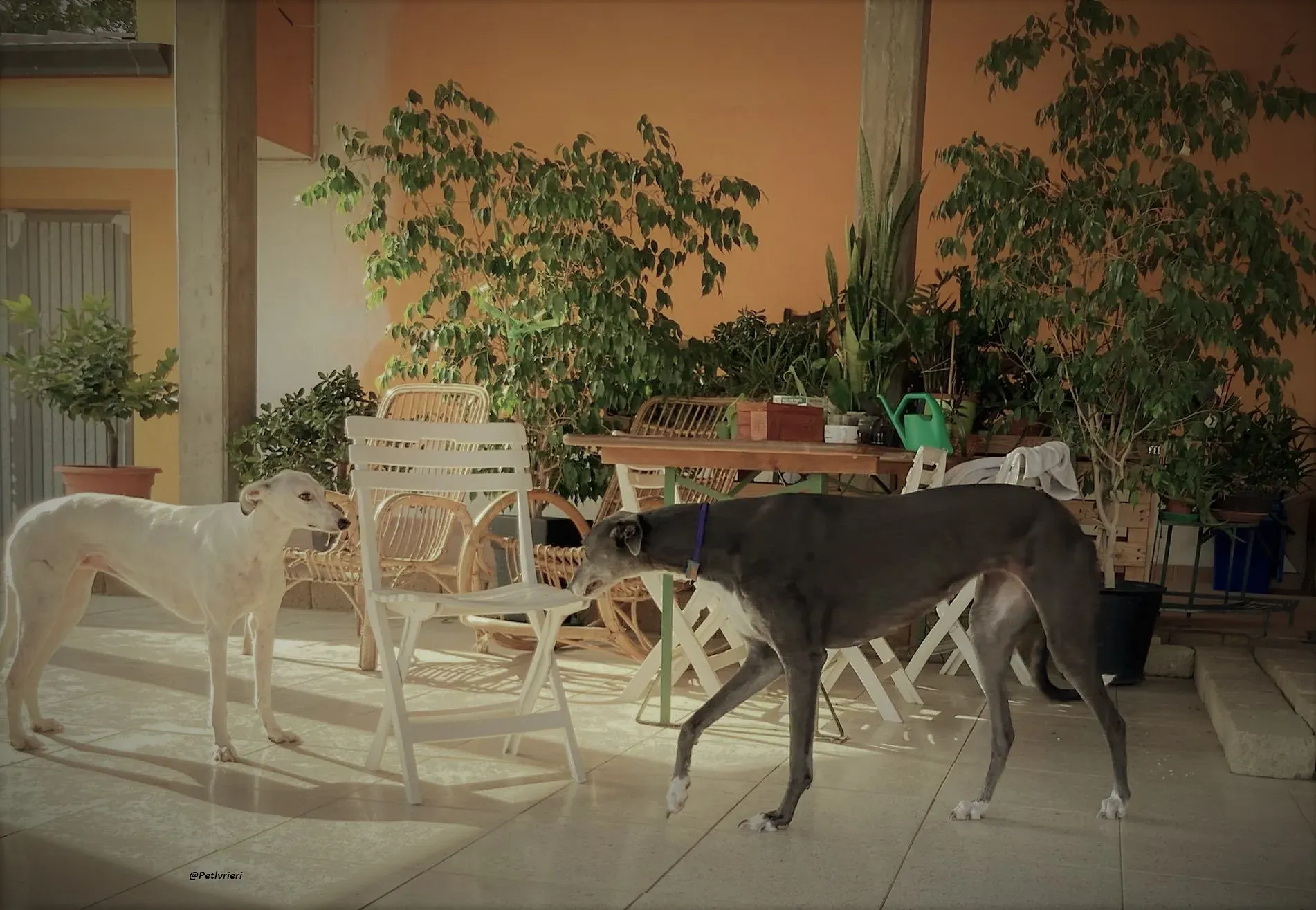 Gloria shine greyhound blue adozione levrieri 1