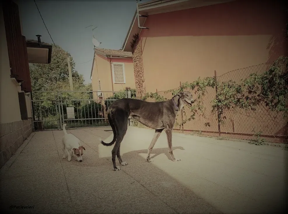 Gloria shine greyhound blue adozione levrieri 2