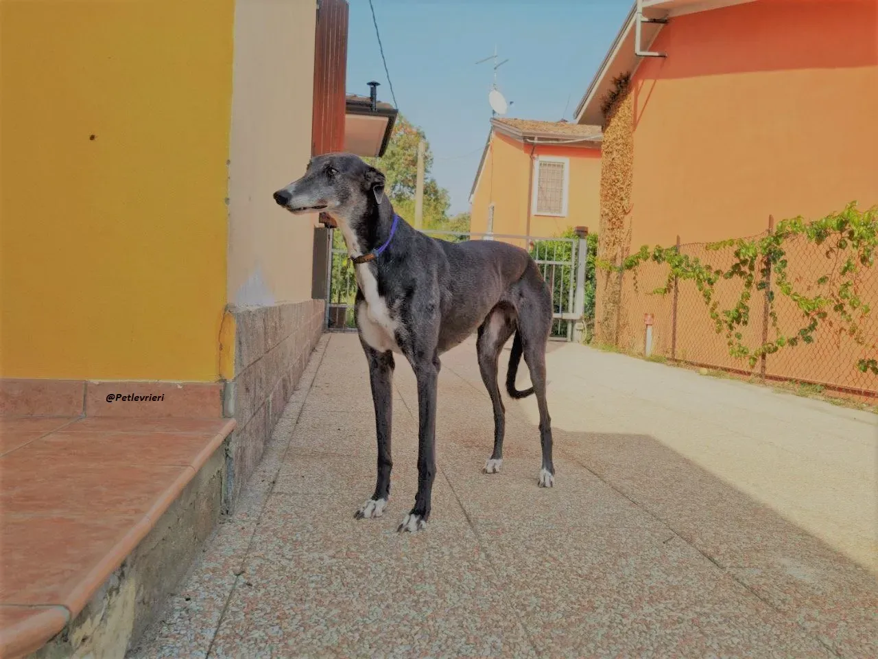 Gloria shine greyhound blue adozione levrieri 3