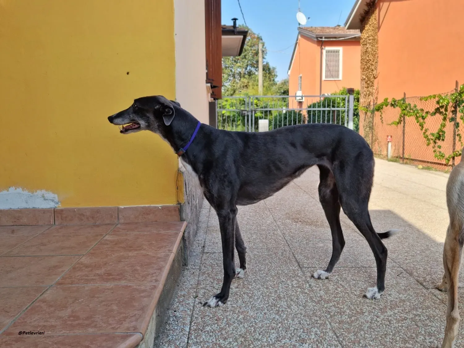 Gloria shine greyhound blue adozione levrieri 4