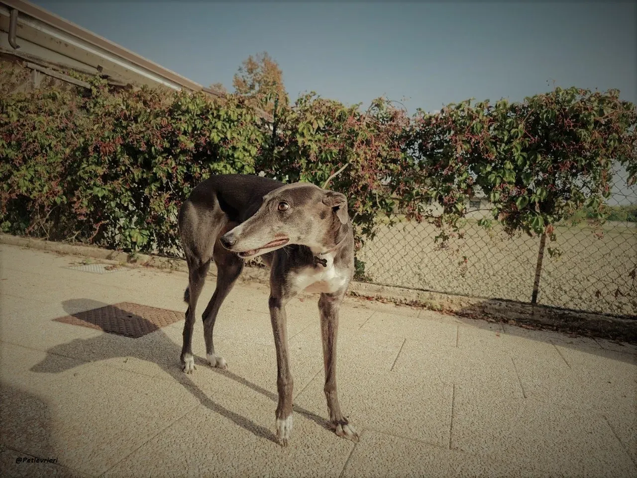 Gloria shine greyhound blue adozione levrieri 4