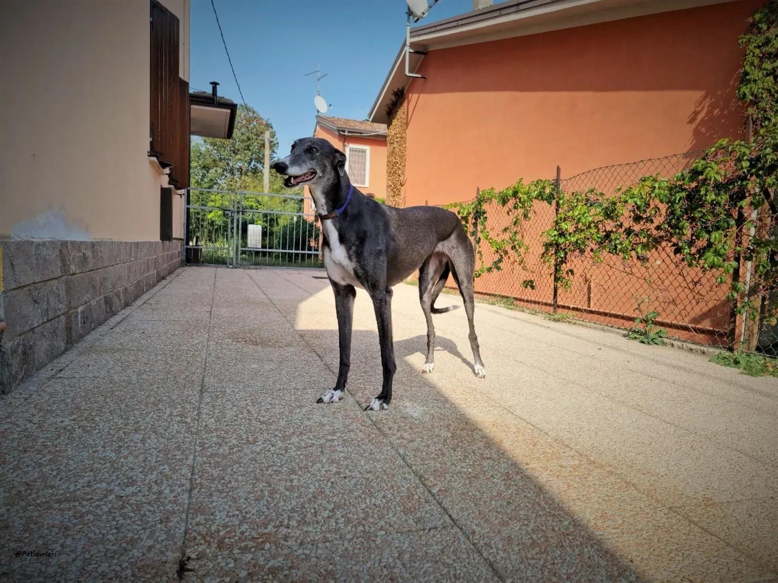 Gloria shine greyhound blue adozione levrieri 5