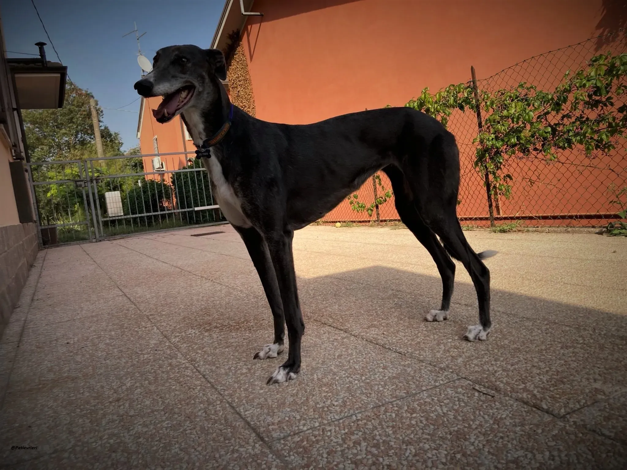 Gloria shine greyhound blue adozione levrieri 5