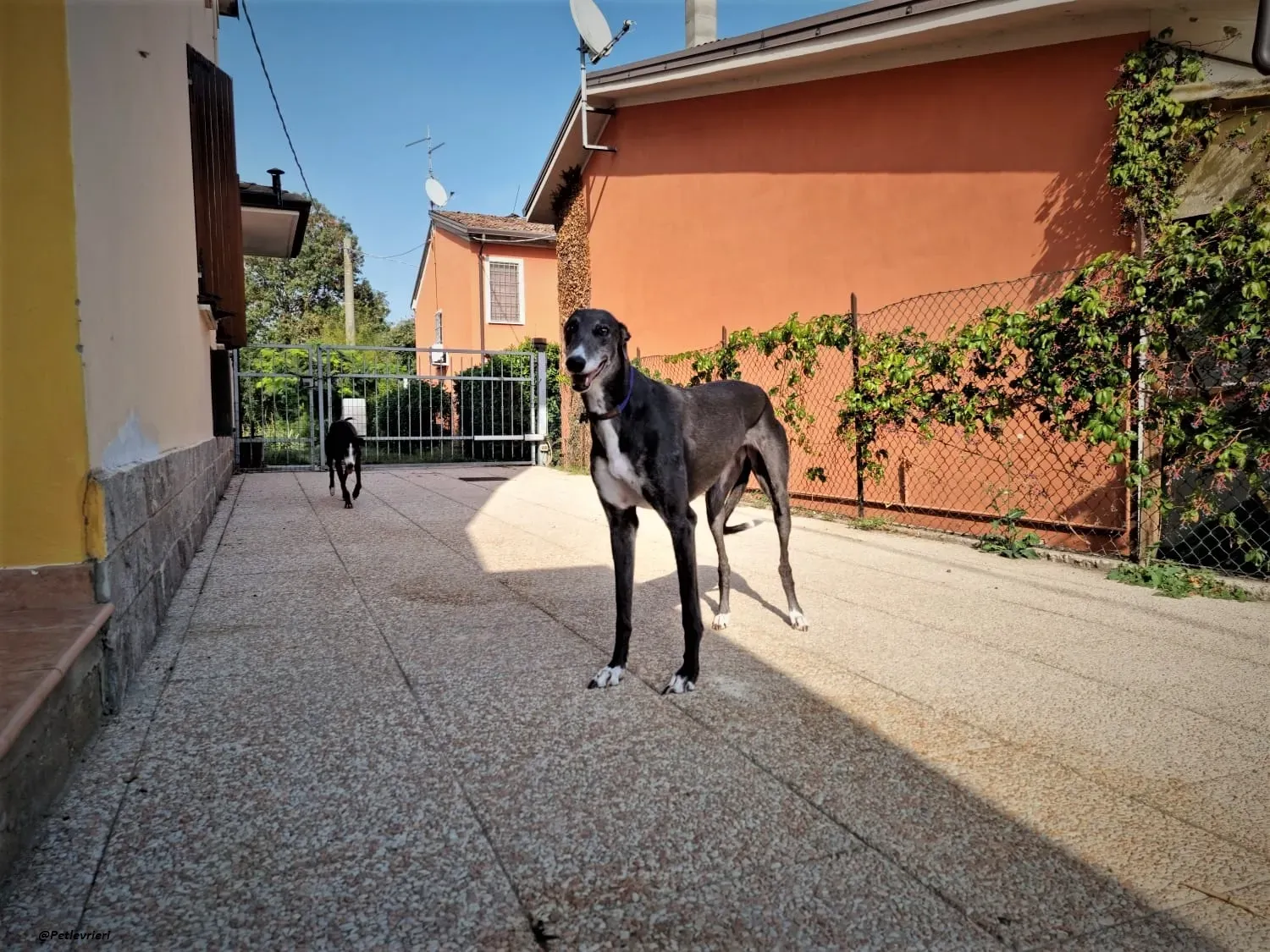 Gloria shine greyhound blue adozione levrieri 6